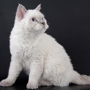 Selkirk Rex