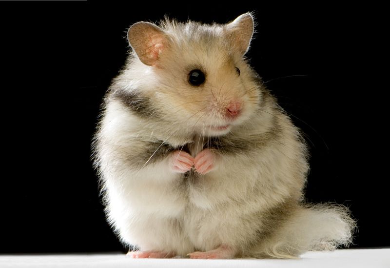 Syrian Hamster Care, Facts, Colors, Life Span - Shorthair & Longhaired