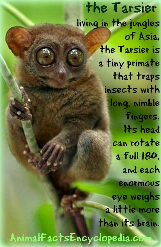 Tarsier Facts - Animal Facts Encyclopedia Tarsier Facts - Animal Facts Encyclopedia