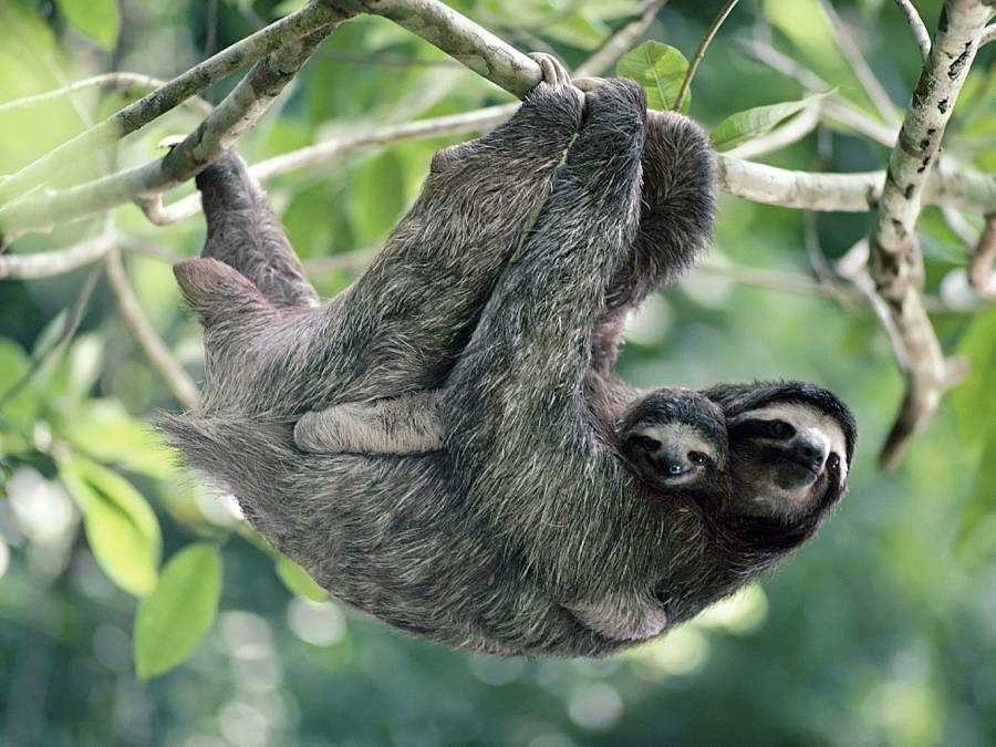 mommy and baby three toed sloth