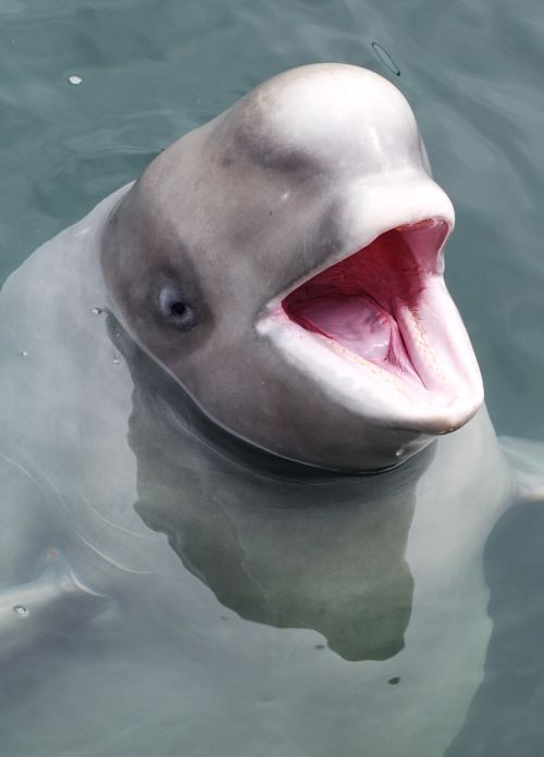 Whale Portrait - Beluga Whale