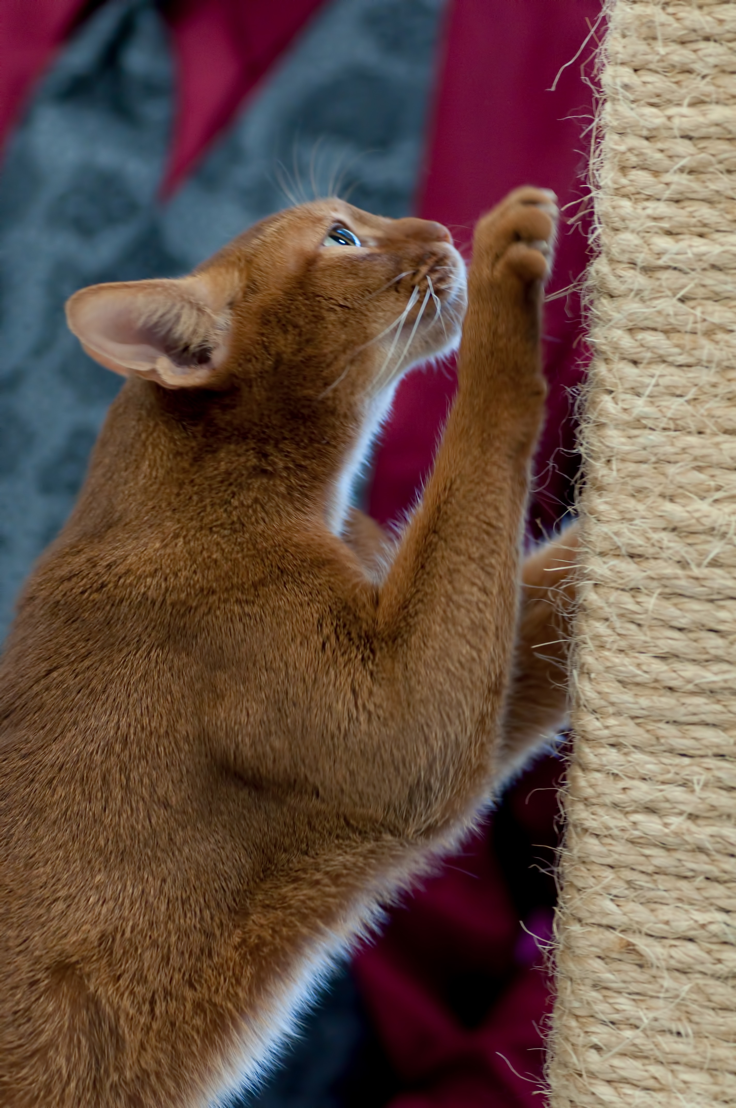 Abyssinian scratching post