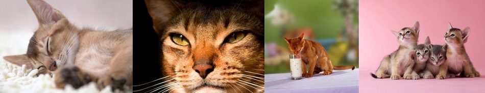 Abyssinian cats