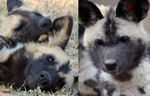 african wild dog pups