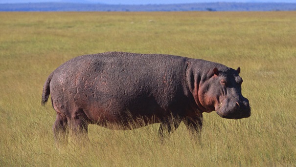 hippo on the prowl