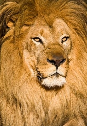 African lion portrait