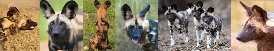 fascinating African wild dogs