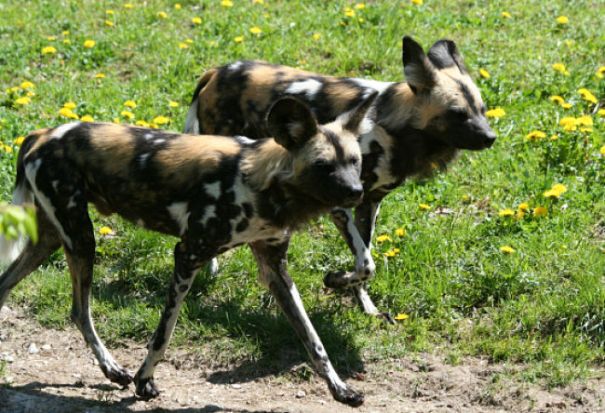 African wild dog couple