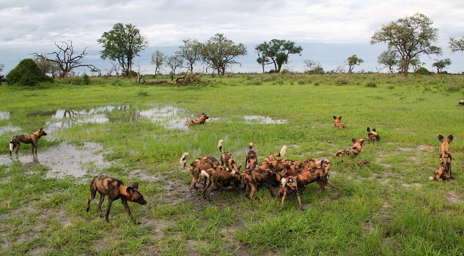 African wild dogs hunting