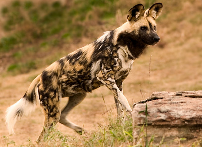 What Are African Wild Dogs Called