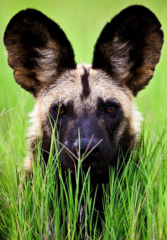 portrait of an African wild dog