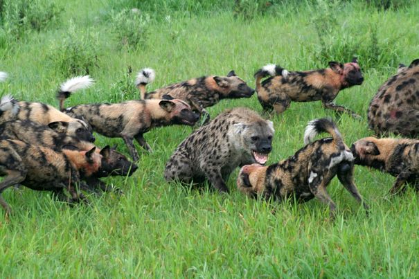 african wild dogs surround hyena
