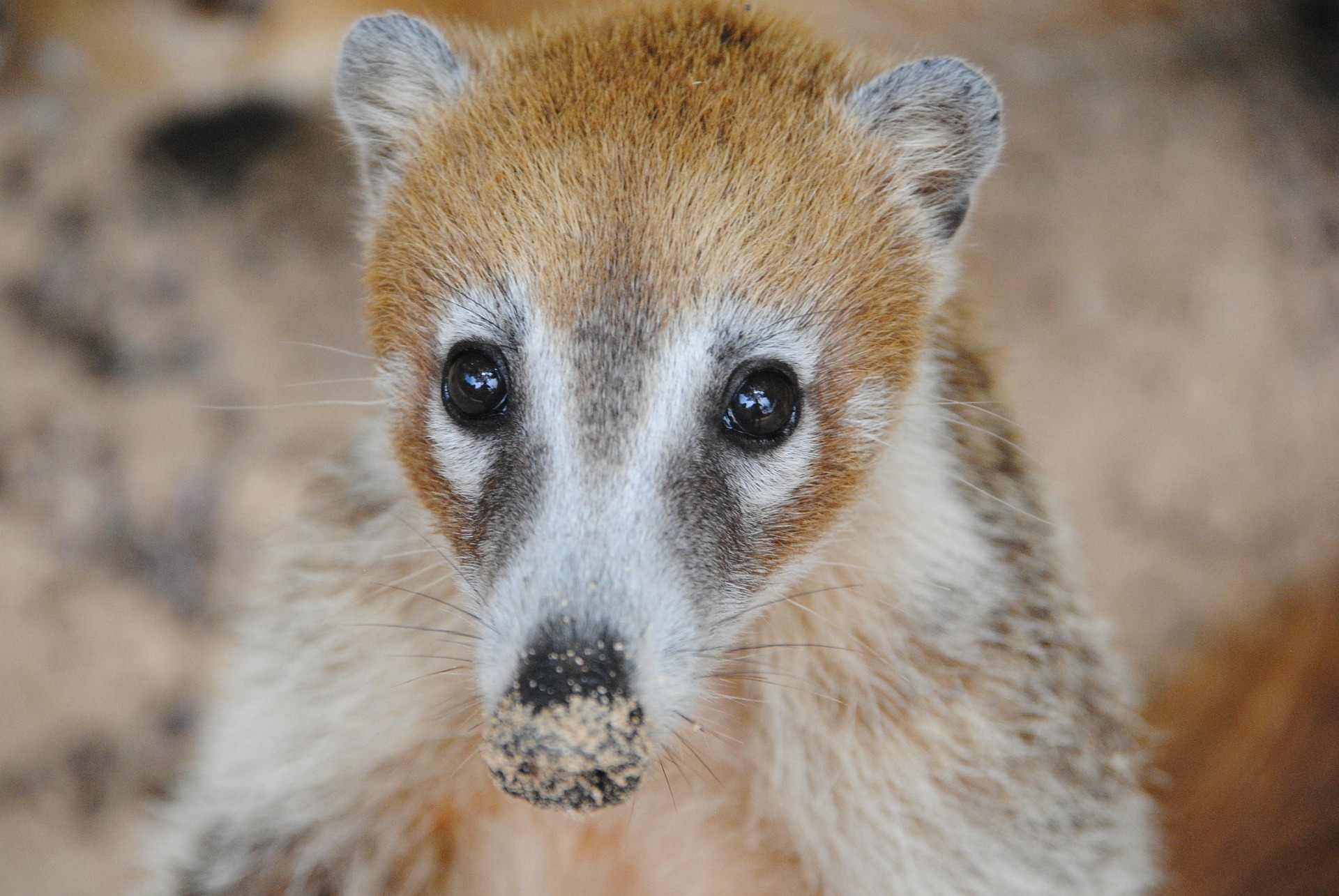 coati with a sandy schnooz