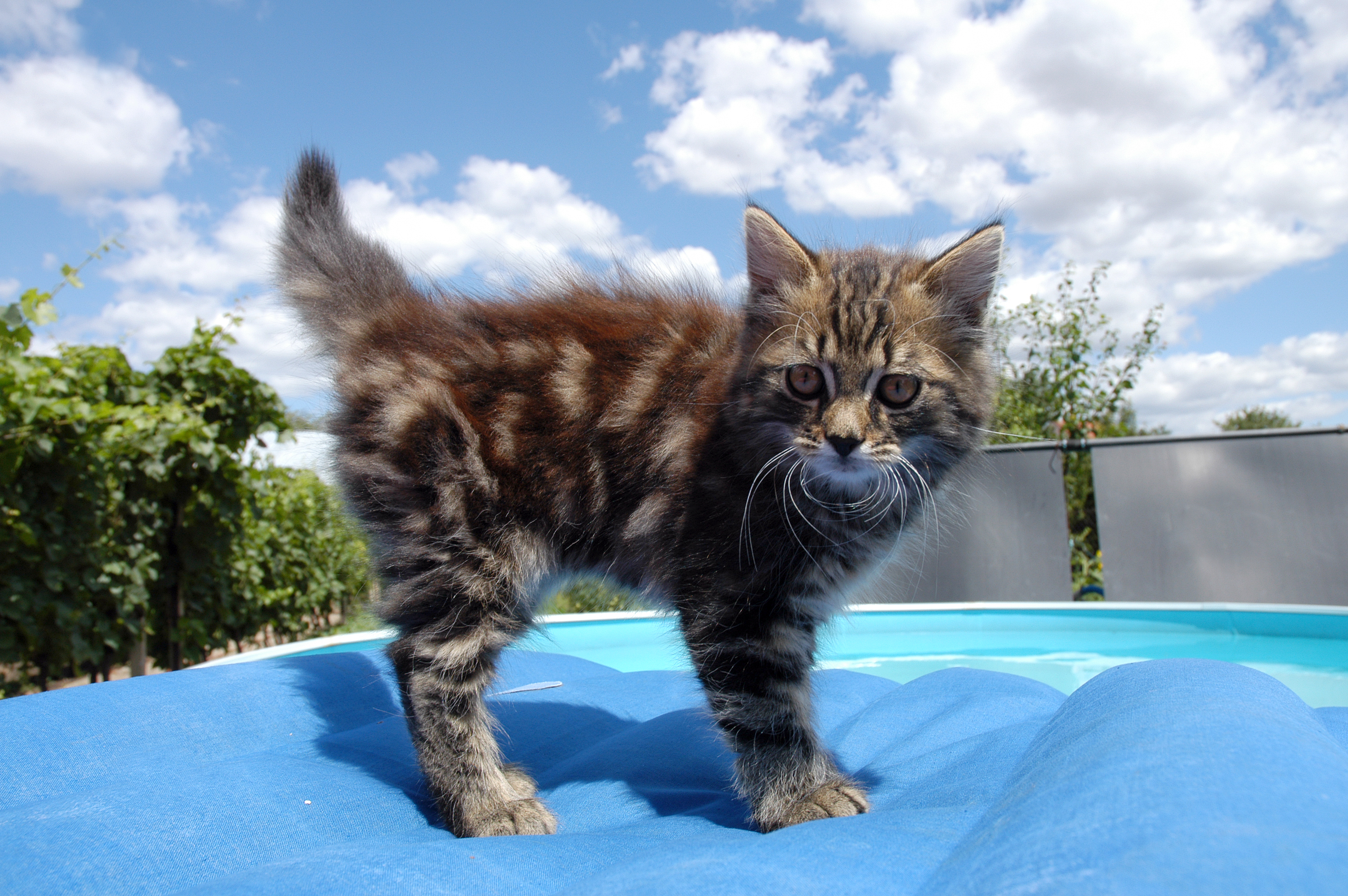 American bobtail