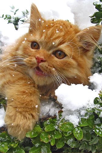 American bobtail portrait