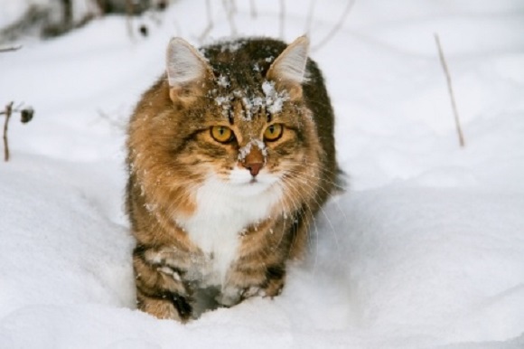 American bobtail in snow