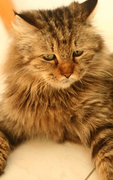 Bobtail