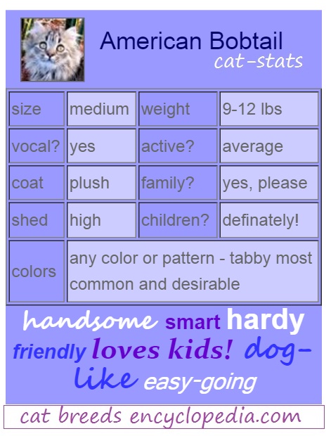 American bobtail stats