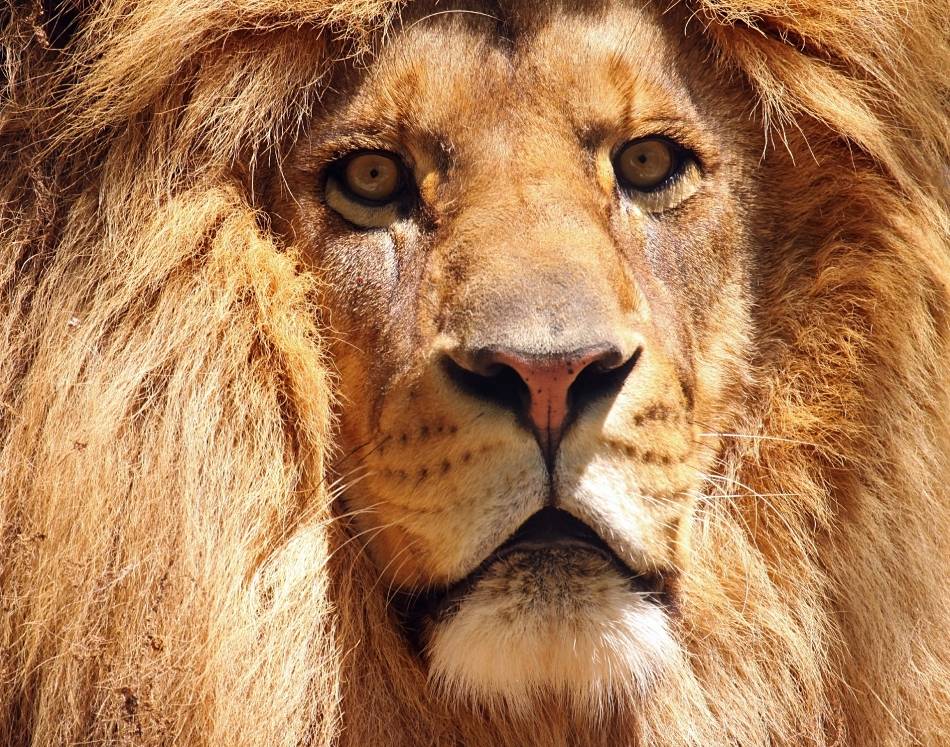 lion extreme close-up