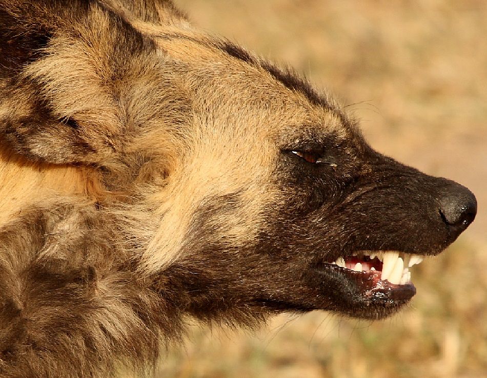 Animal Extreme Close-up - African Wild Dog