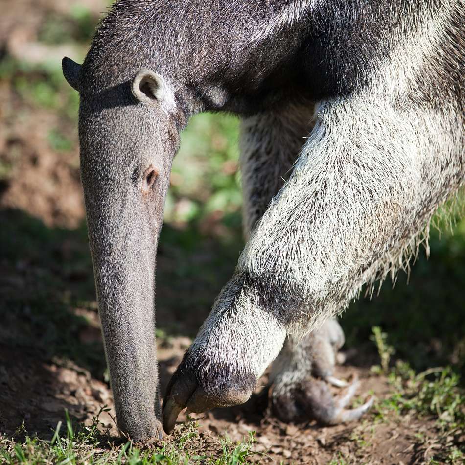 giant anteater extreme close-up