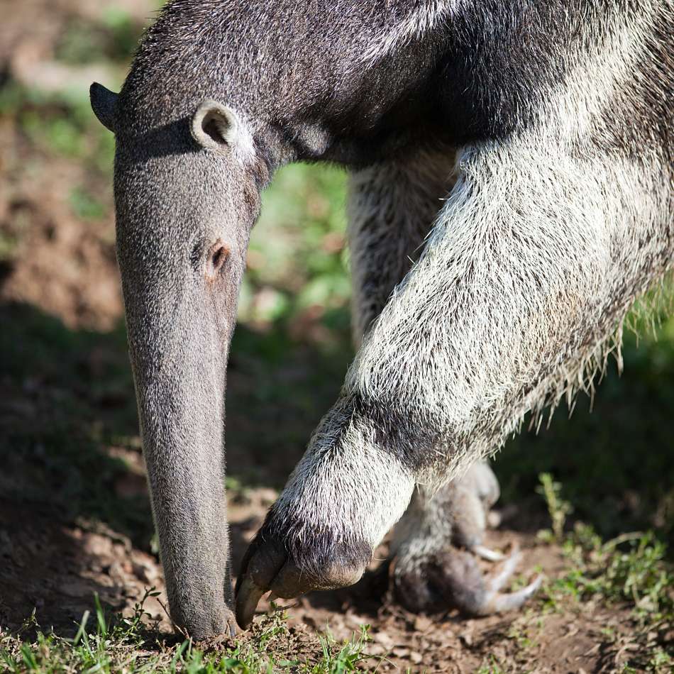 9 Fascinating Anteater Facts