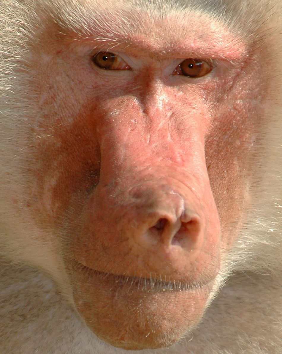 baboon extreme close-up