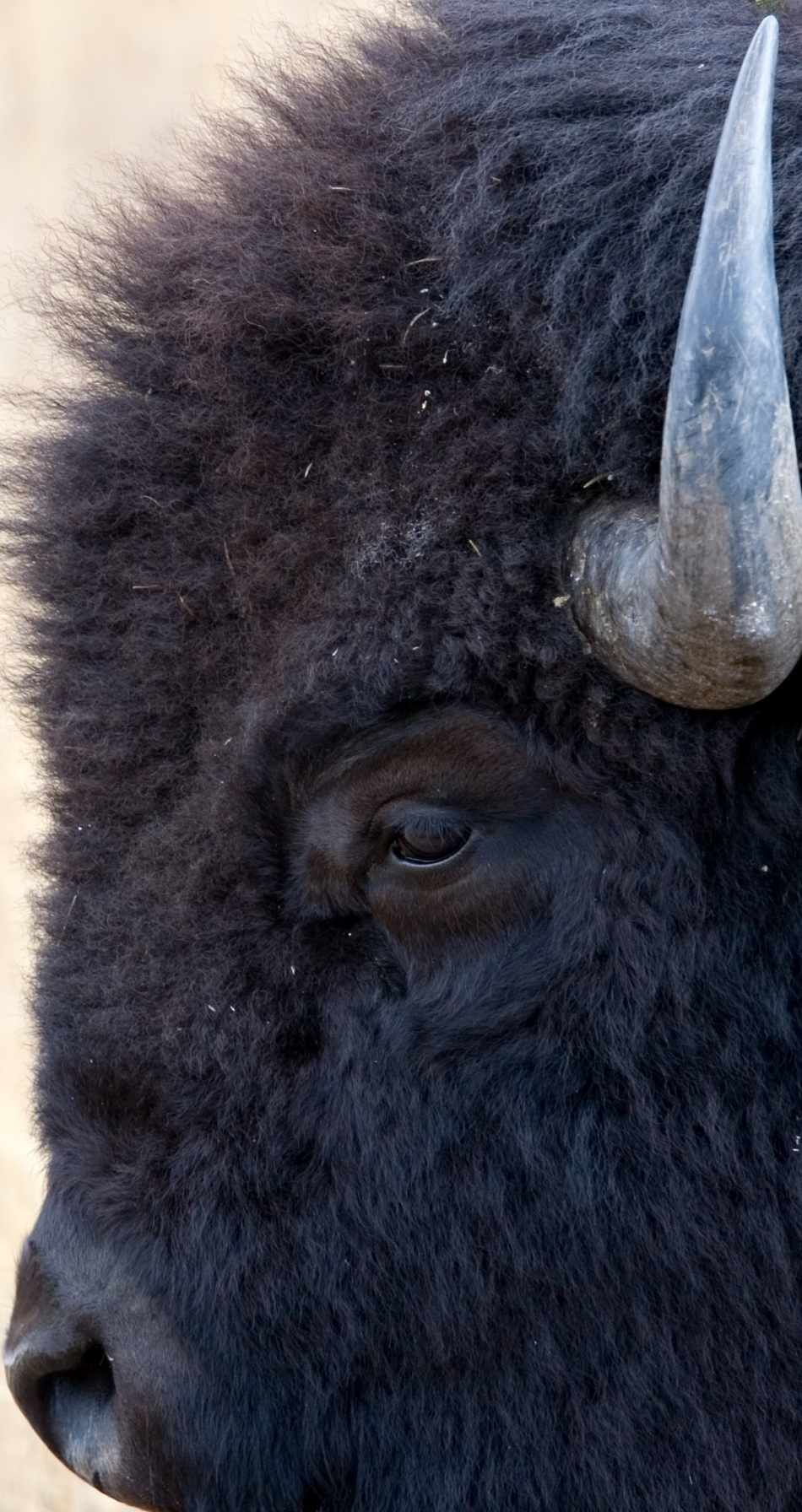 Animal Extreme Close-up - Buffalo