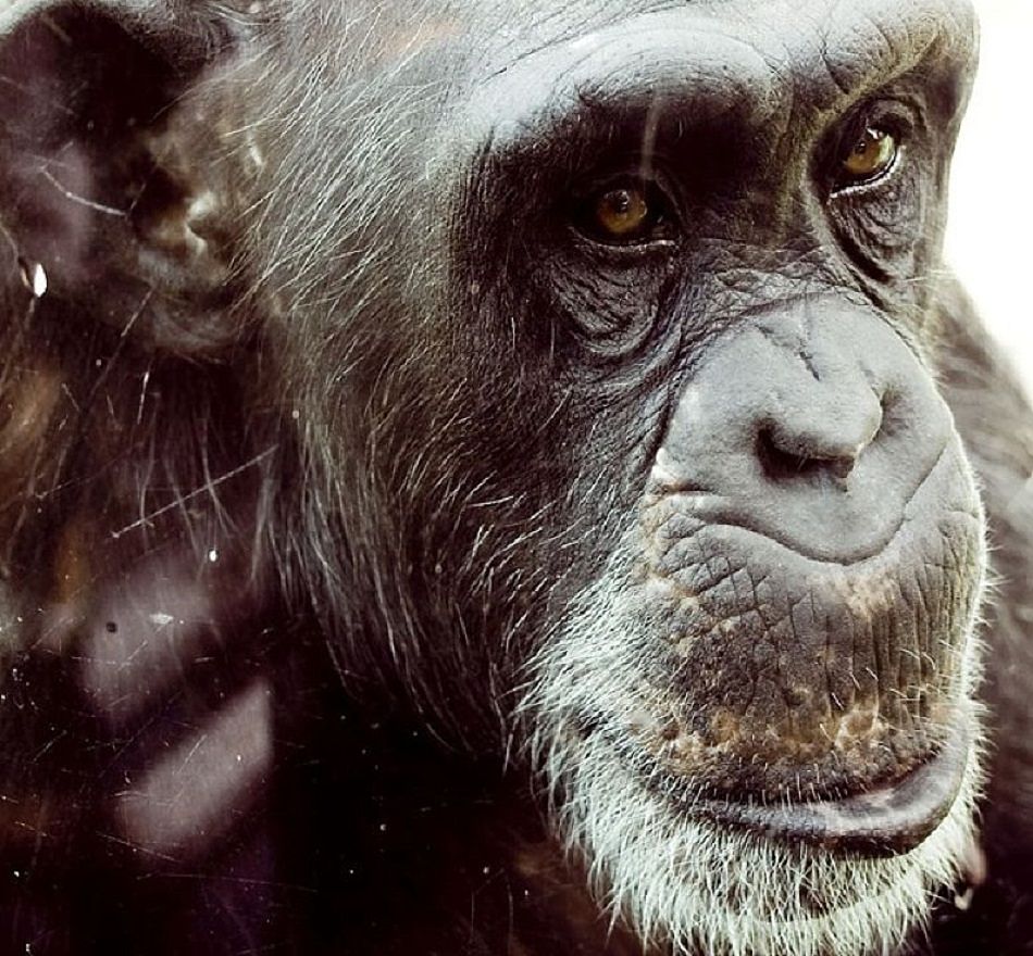 Animal Extreme Close-up - Chimp