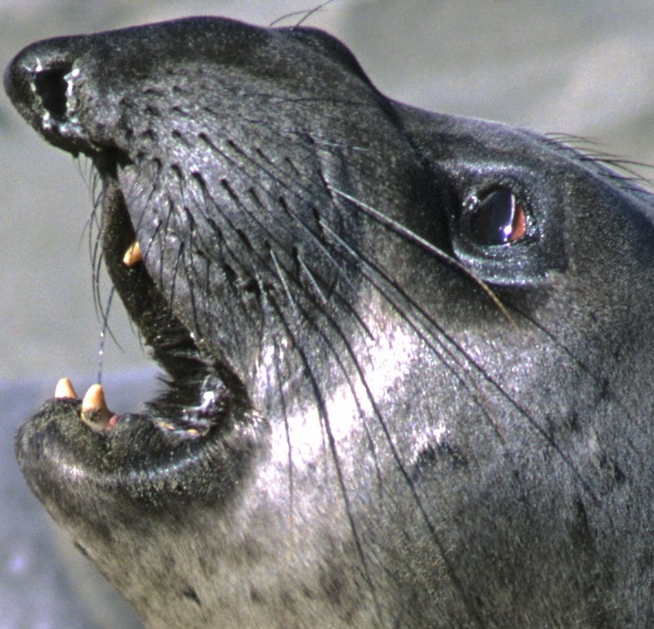Animal Extreme Close-up - Elephant Seal