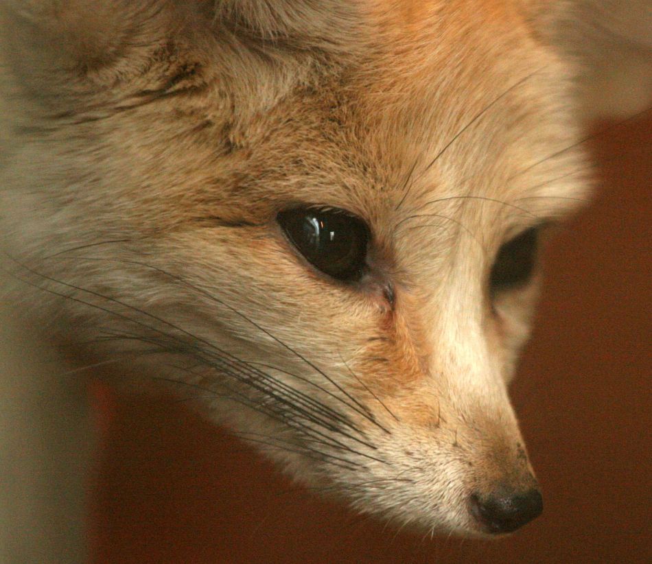 Animal Extreme Close-up - Fennec Fox