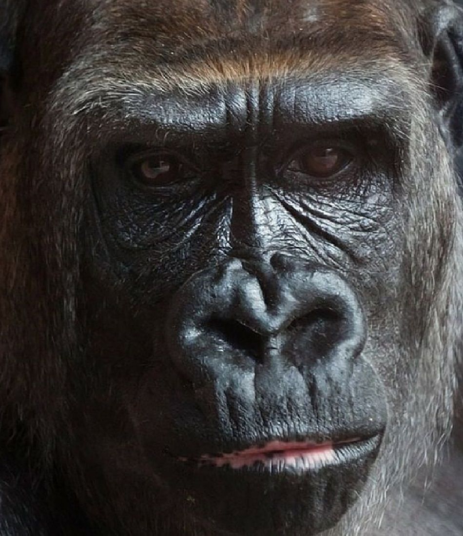 Animal Extreme Close-up - Gorilla
