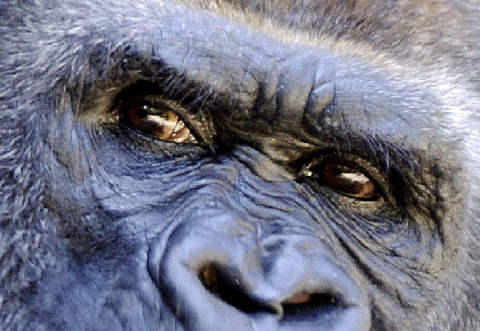 Animal Extreme Closeup - Gorilla