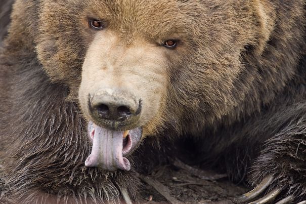 brown bear teeth