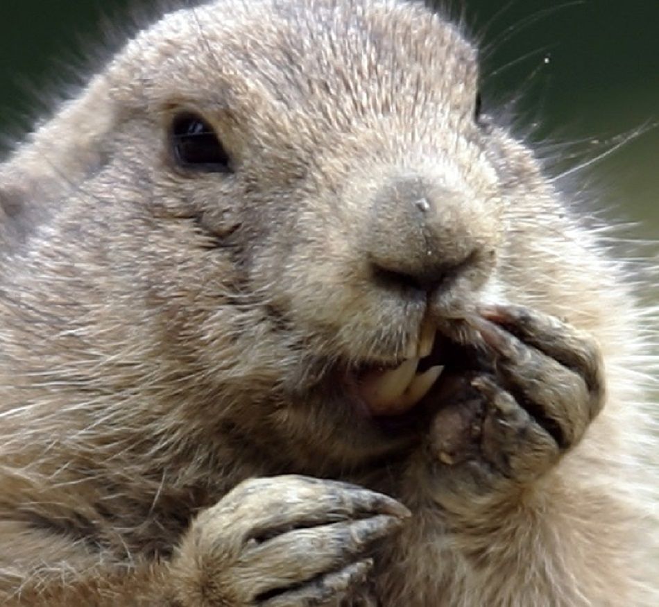 Animal Extreme Close-up - Groundhog