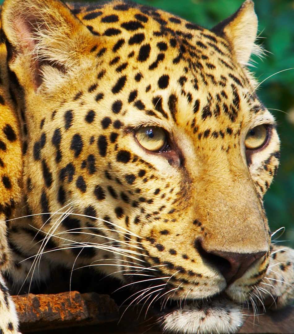 Animal Extreme Close-ups - Animal Facts Encyclopedia Animal Extreme Close-ups - Animal Facts Encyclopedia