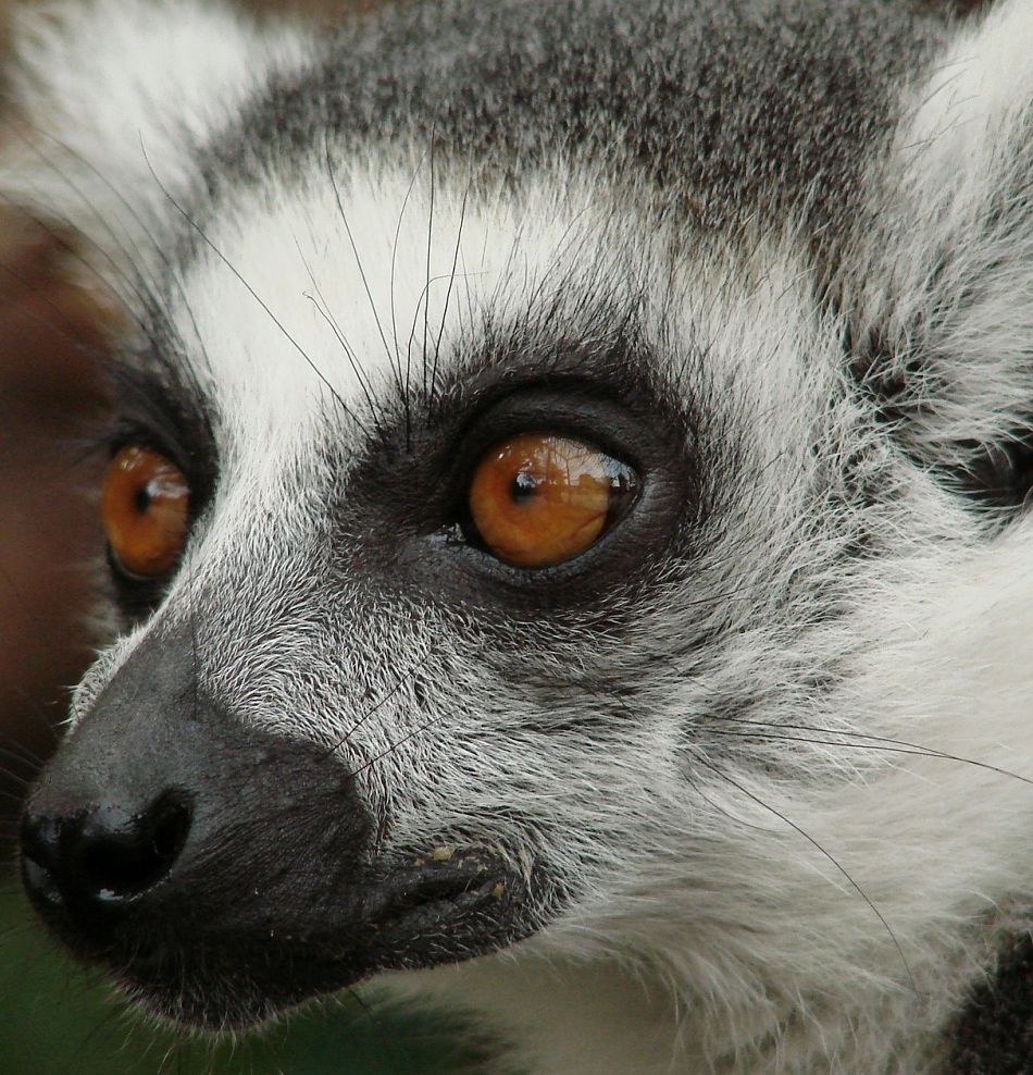 Animal extreme close-ups - lemur