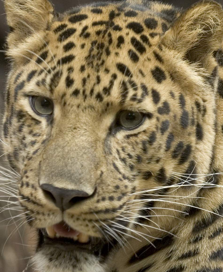 Animal Extreme Close-up - Leopard