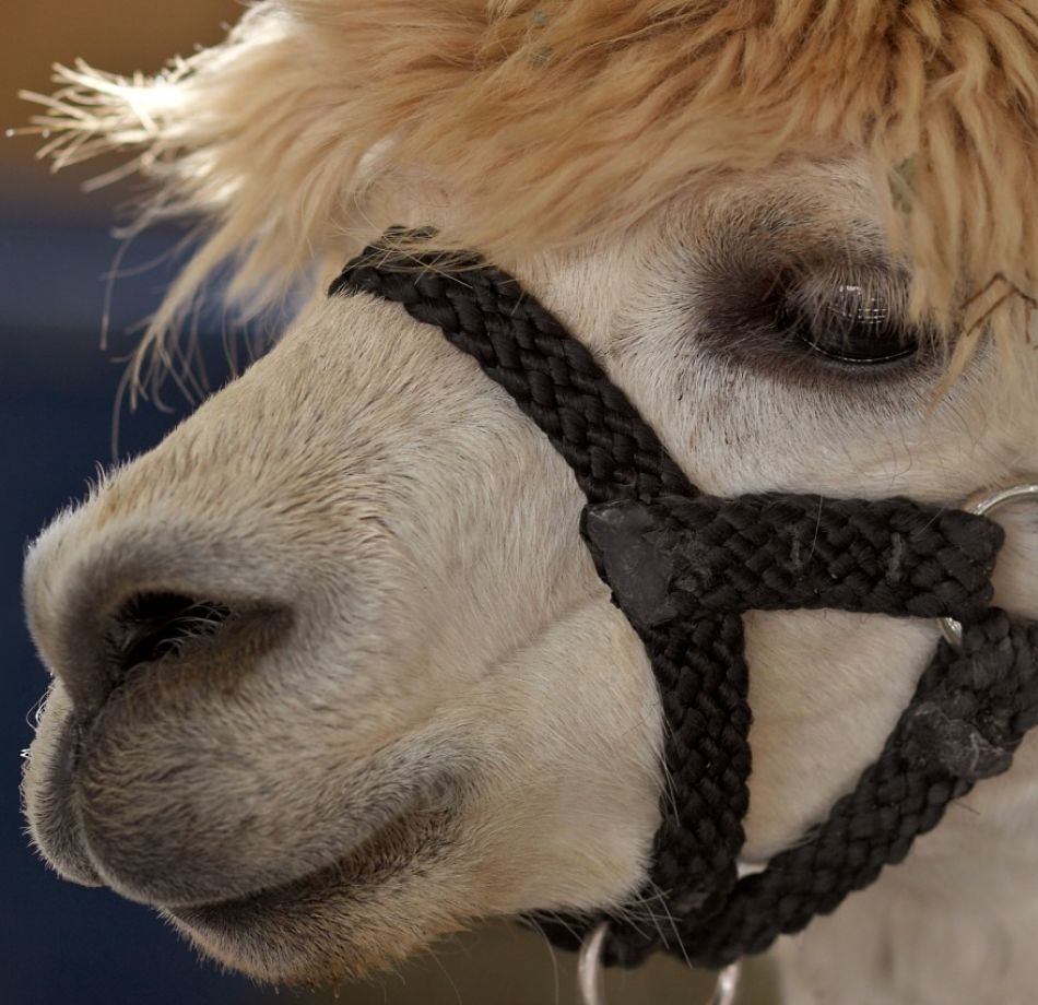animal extreme closeup llama