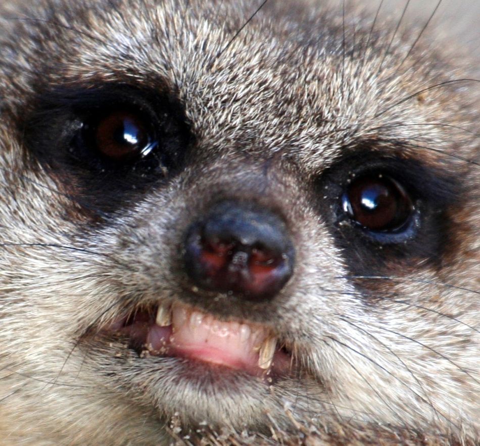 Animal Extreme Close-up - Meerkat