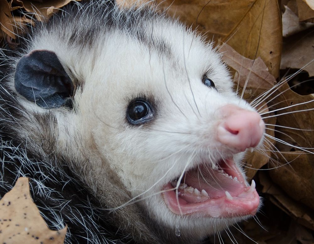 animal-extreme-close-up-opossum-threatening
