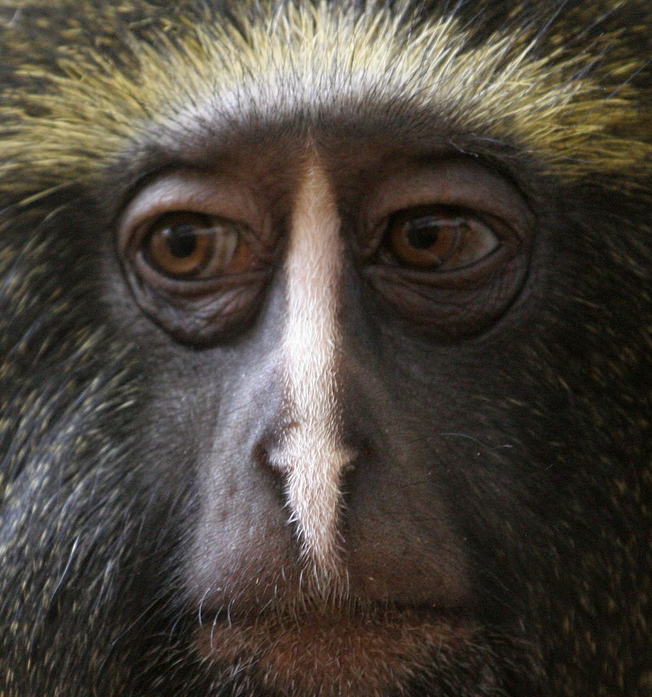 Animal Extreme Close-up - Owl face monkey