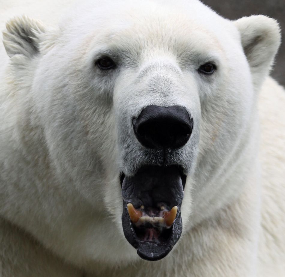 polar bear extreme close-up