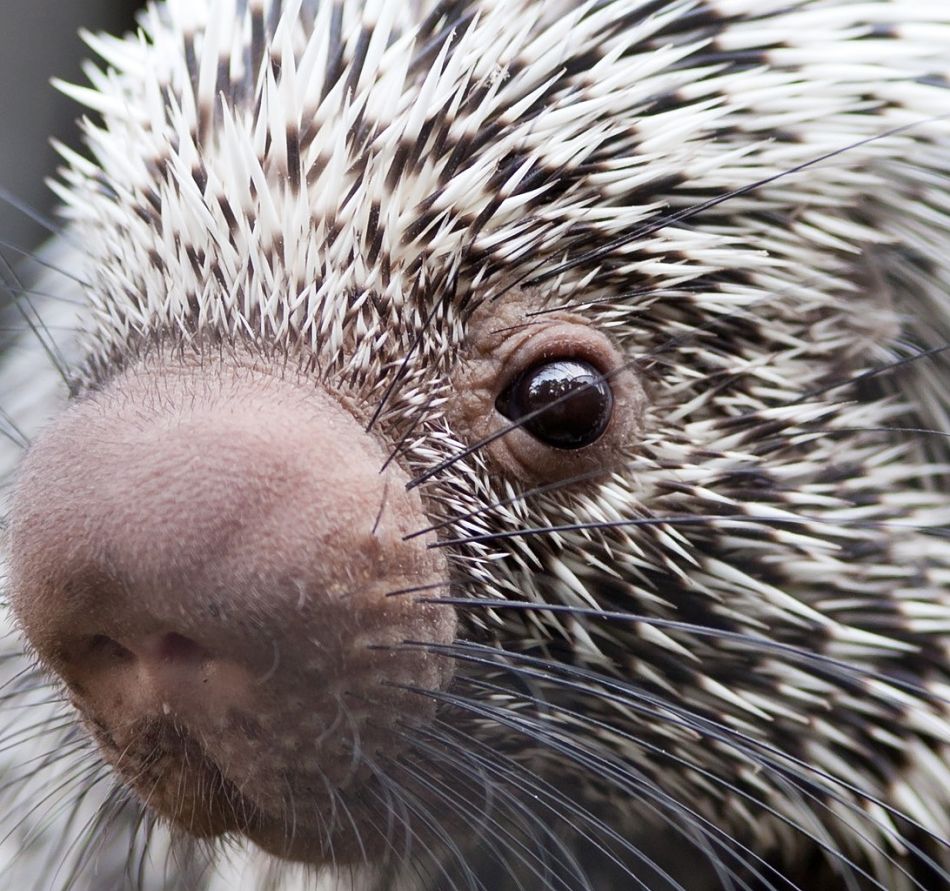 porcupine extreme close-up