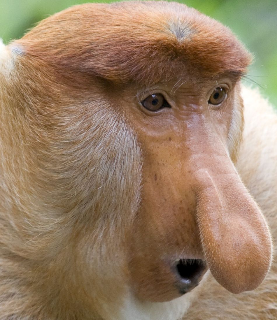 Animal Extreme Close-up - Proboscus monkey