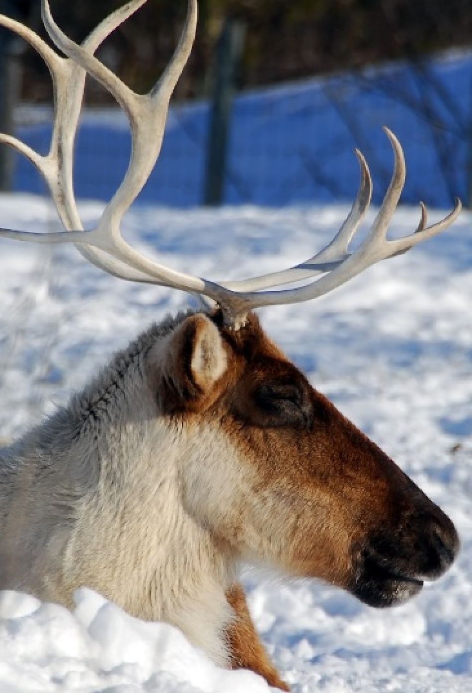 reindeer extreme close-up
