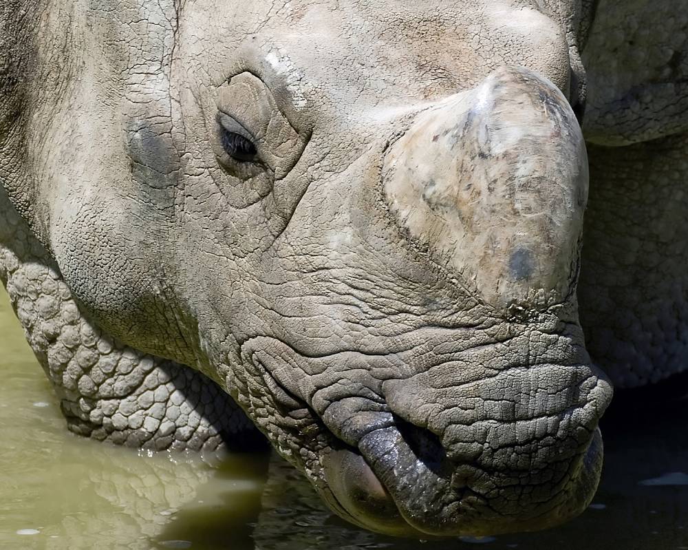 rhino extreme close-up