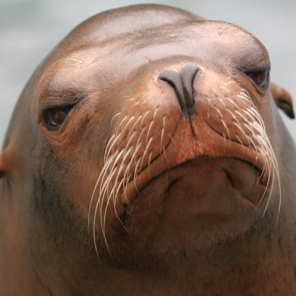 Animal Extreme Closeup - Sea Lion