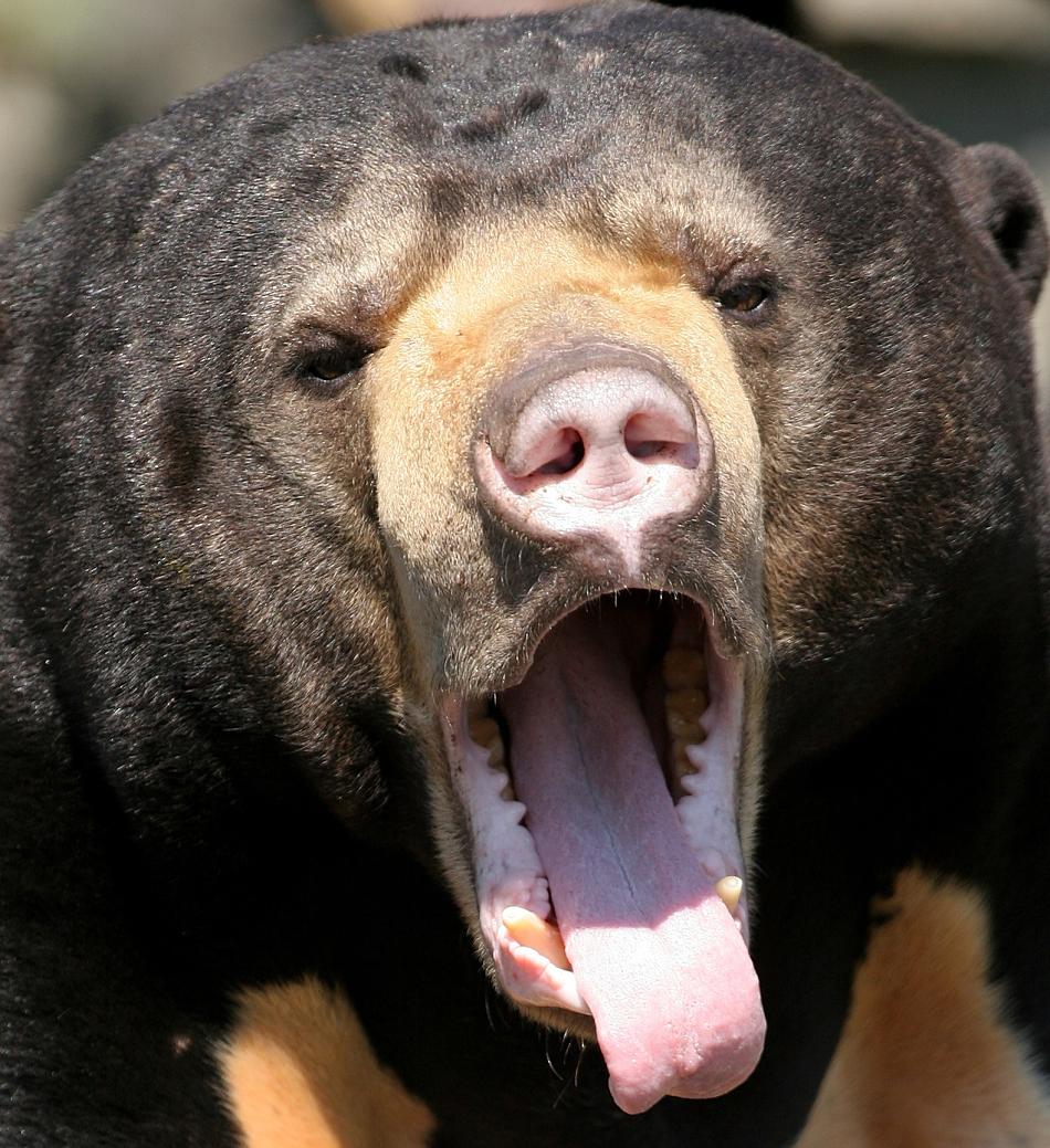 Animal Extreme Closeup - Sun Bear