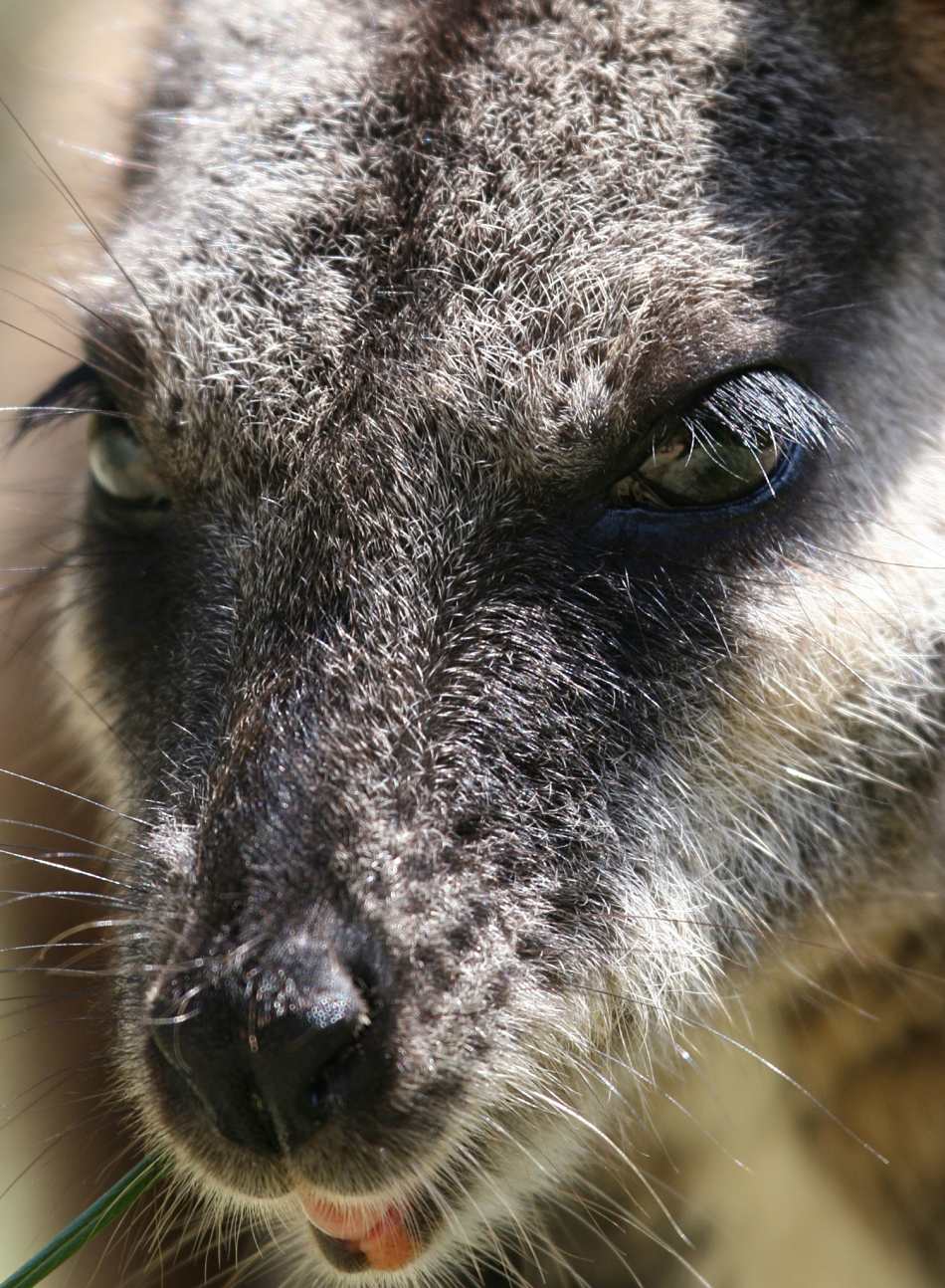 Animal Extreme Close-up - Wallaby